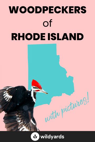 Woodpecker Species of Rhode Island