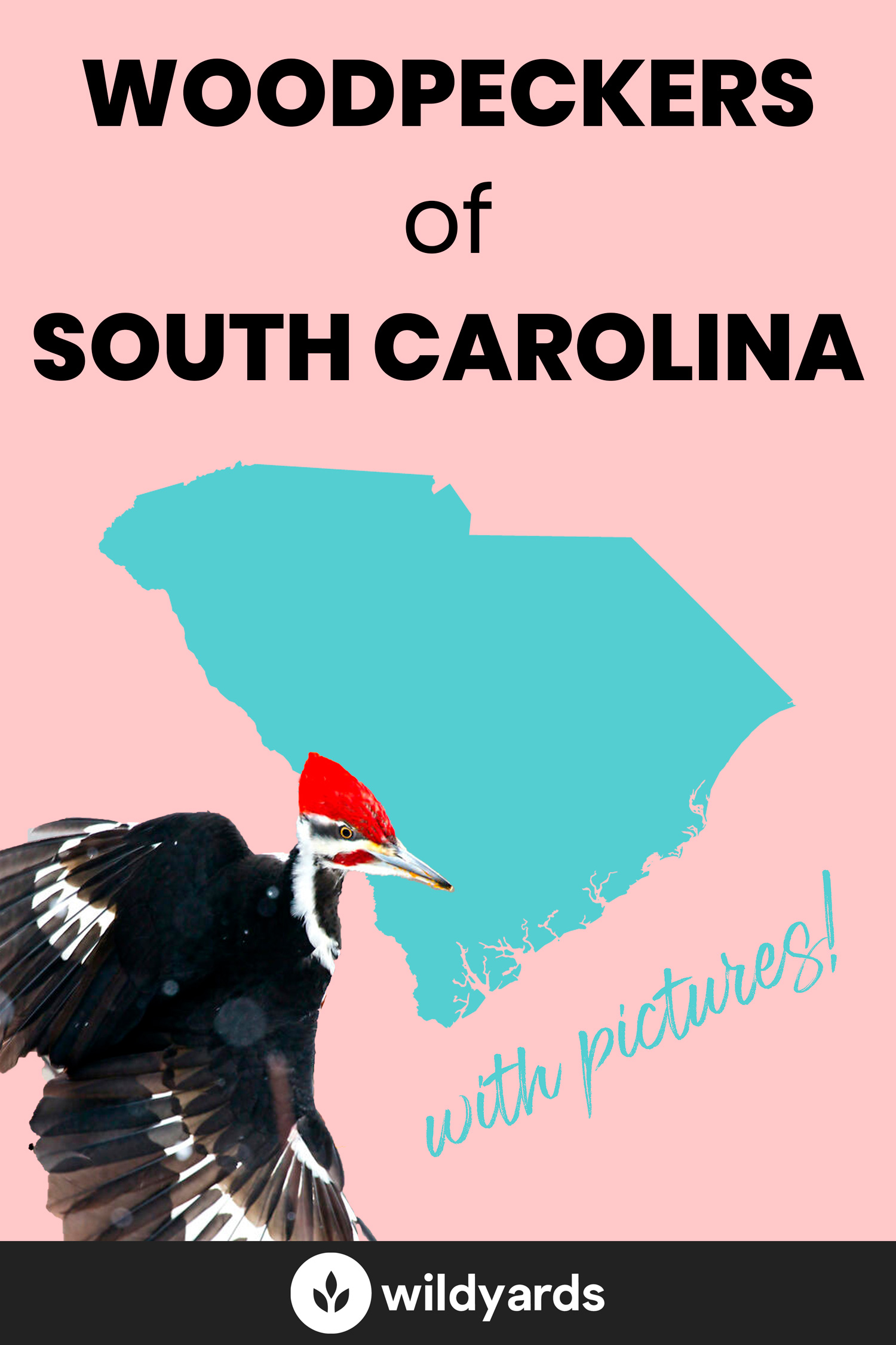 All 8 Woodpeckers in South Carolina [With Pictures & Maps]