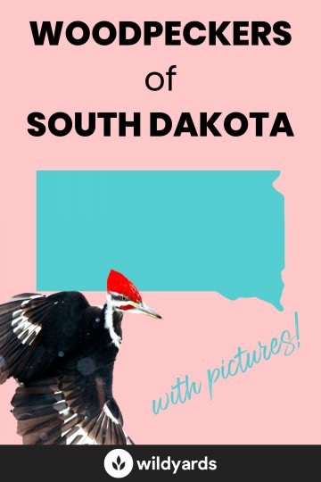 Woodpeckers in South Dakota
