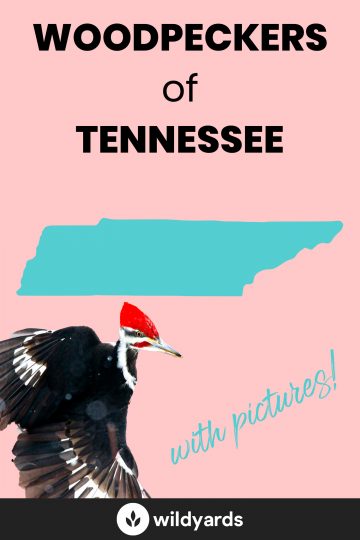Woodpecker Species of Tennessee