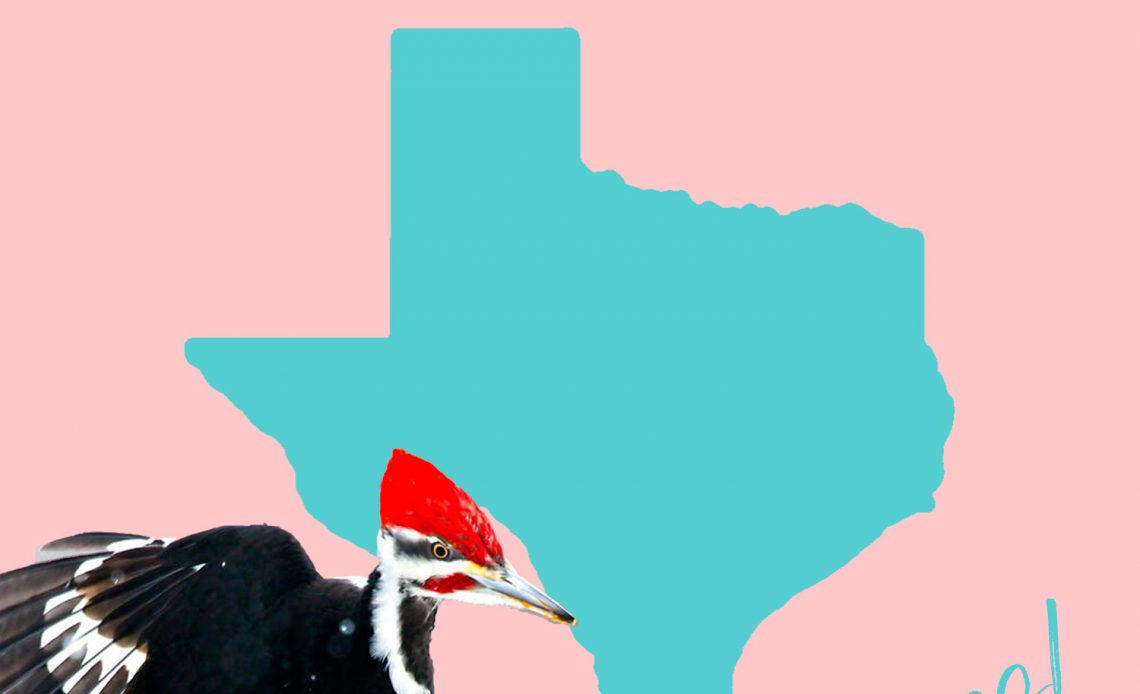 All 14 Woodpeckers in Texas [With Pictures & Maps]