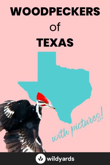 Woodpecker Species of Texas