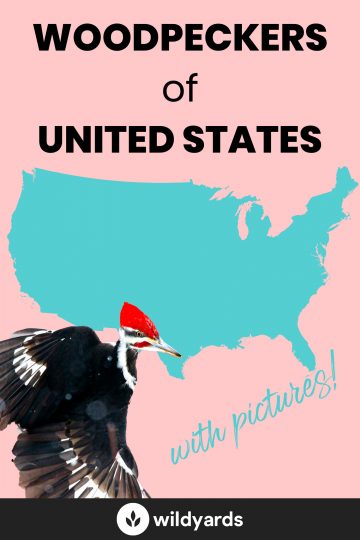 All 22 Woodpeckers in the United States [With Pictures & Maps]