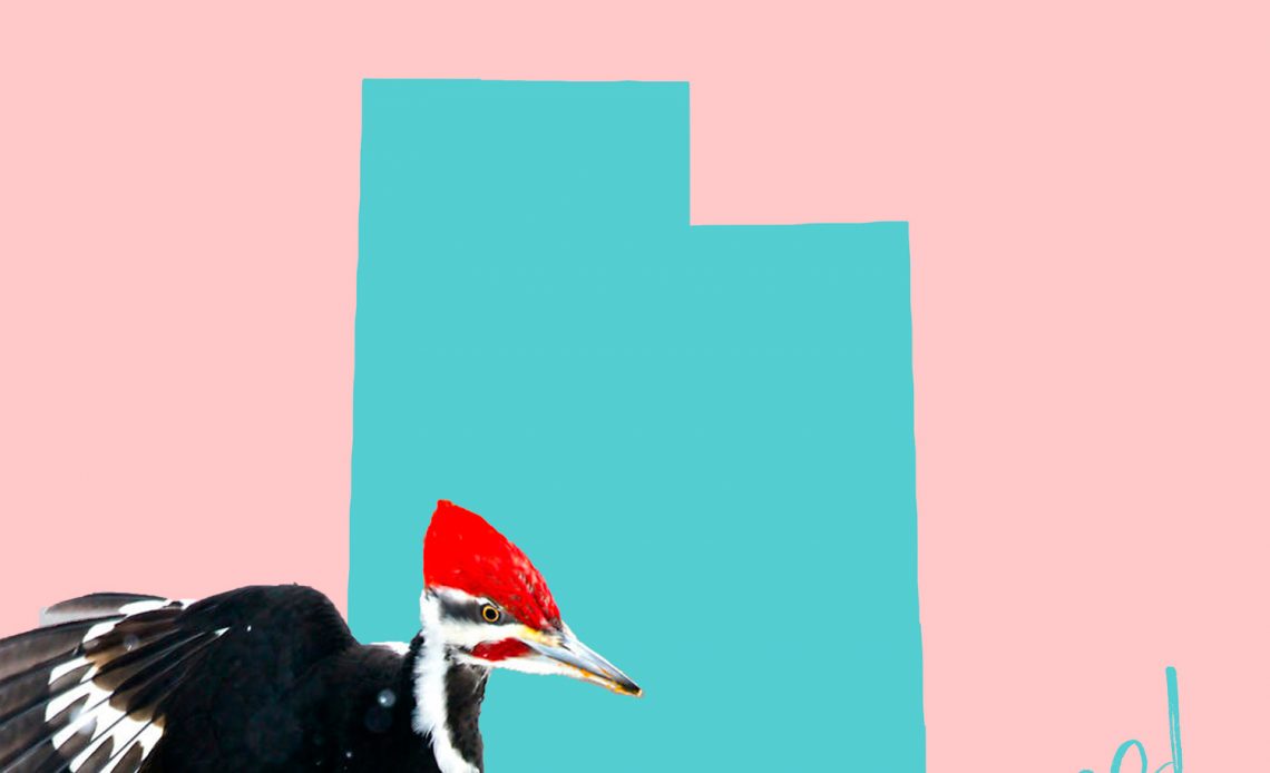 All 9 Woodpeckers in Utah [With Pictures & Maps]