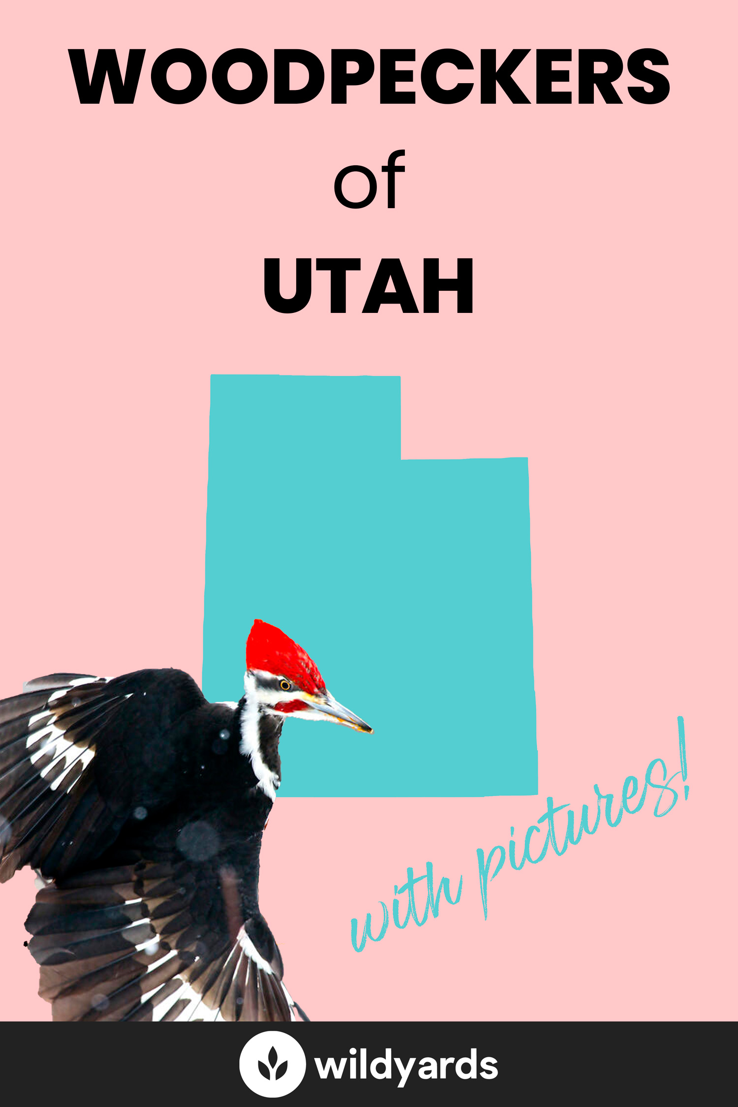 All 9 Woodpeckers in Utah [With Pictures & Maps]