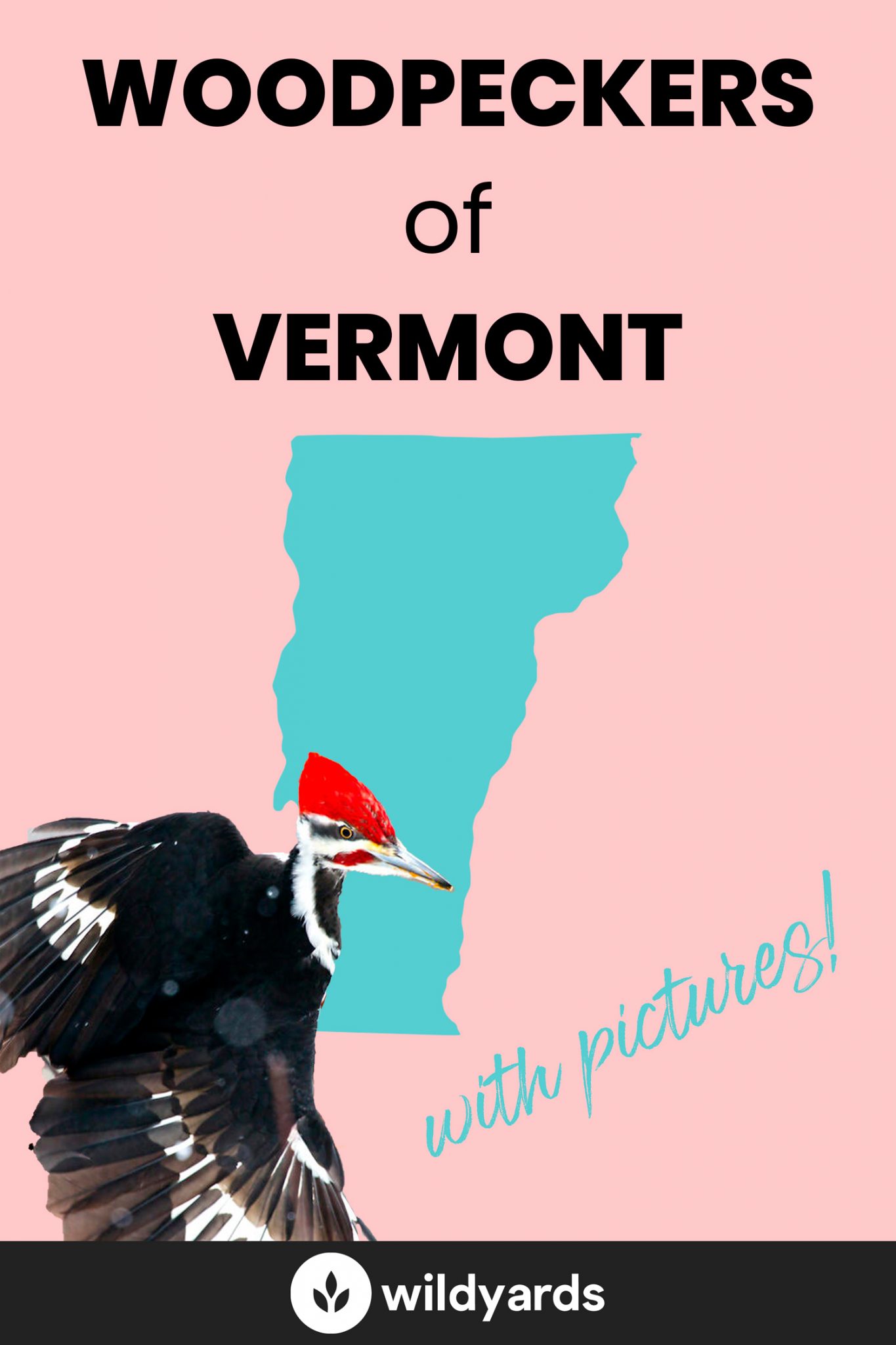 All 9 Woodpeckers in Vermont [With Pictures & Maps]