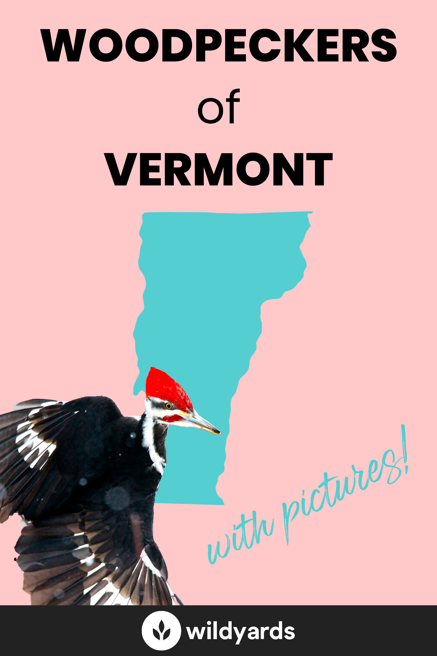 All 9 Woodpeckers in Vermont [With Pictures & Maps]