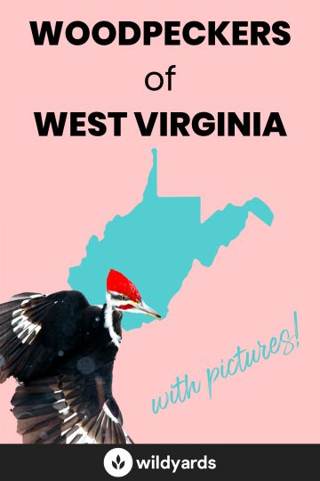 Woodpeckers in West Virginia