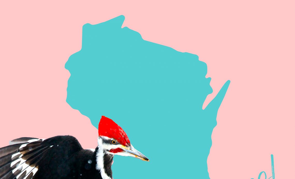 All 9 Woodpeckers in Wisconsin [With Pictures & Maps]