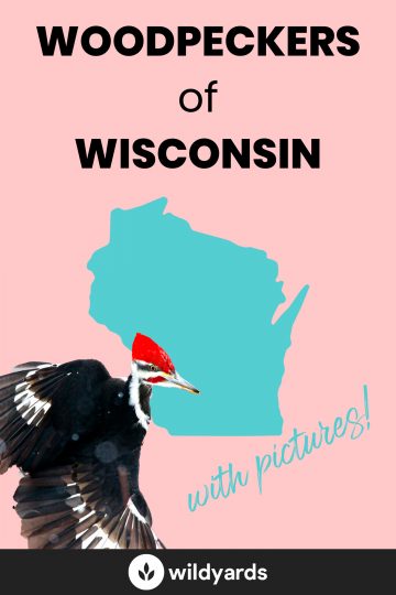 Woodpecker Species of Wisconsin