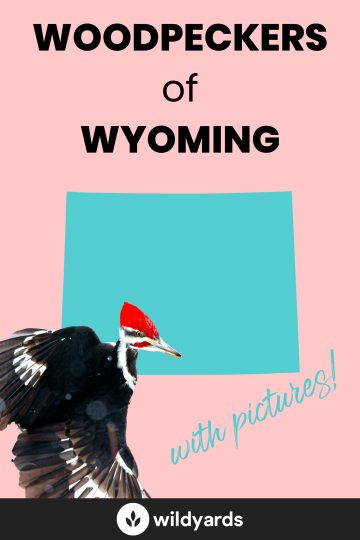 Woodpecker Species of Wyoming