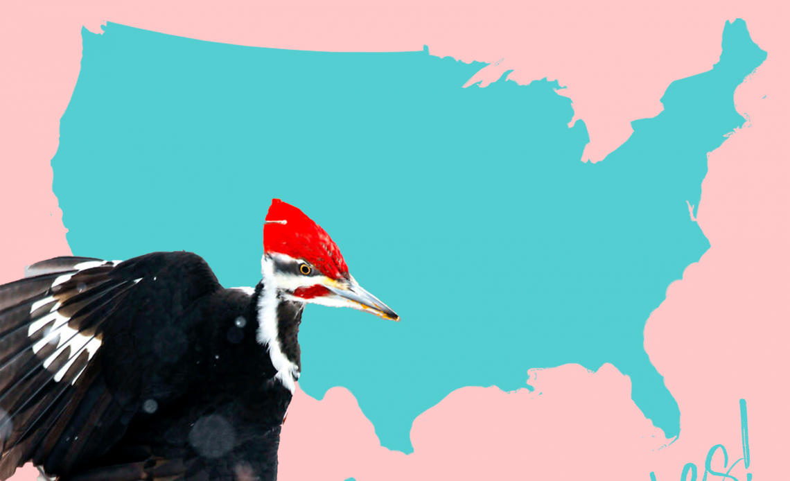 All 22 Woodpeckers in the United States [With Pictures & Maps]