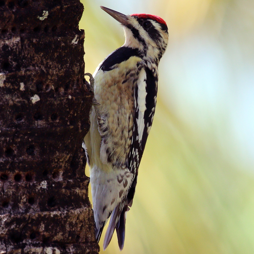 yellow-bellied-sapsucker