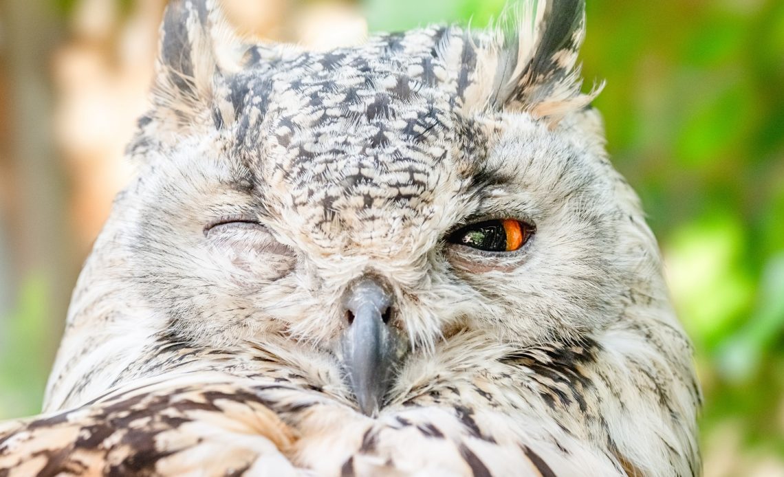 Are Owls Bad Luck? Superstitions About These Birds