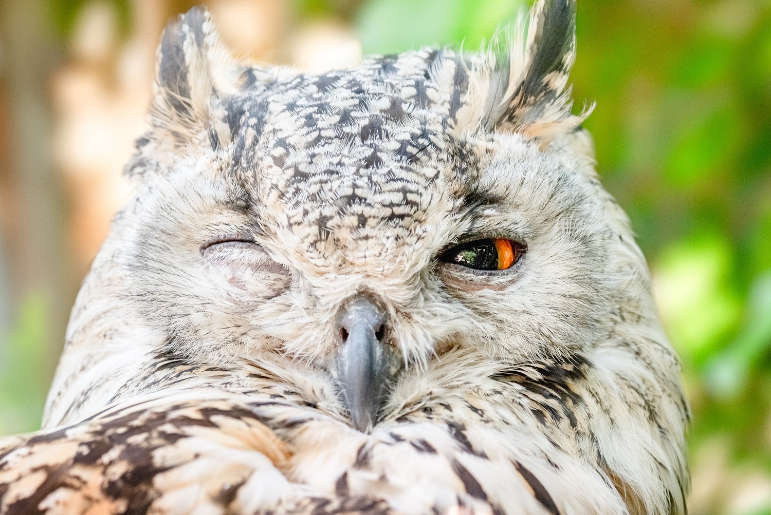 Are Brown Owls Bad Luck