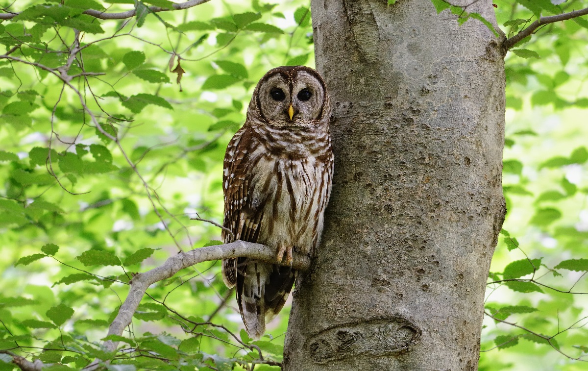 are-owls-bad-luck-superstitions-about-these-birds