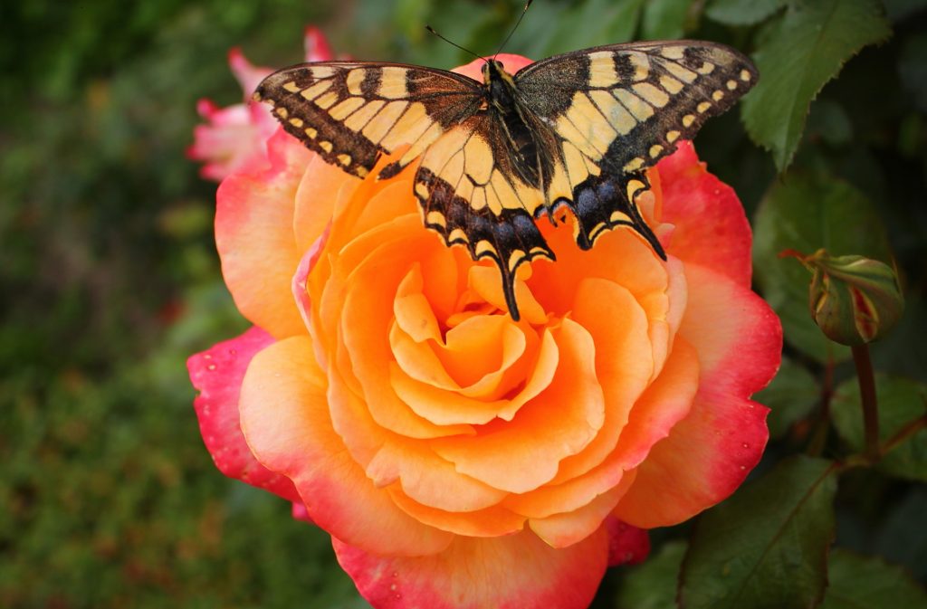 Pictures Of Roses And Butterflies