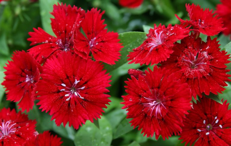 Do Butterflies Like Dianthus?