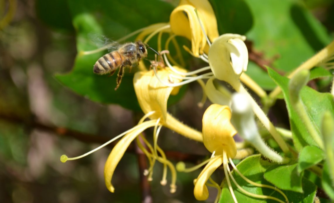 do-bees-like-honeysuckle
