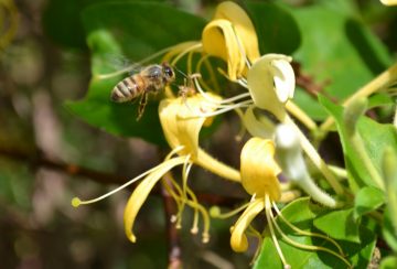 Do Bees Like Honeysuckle?