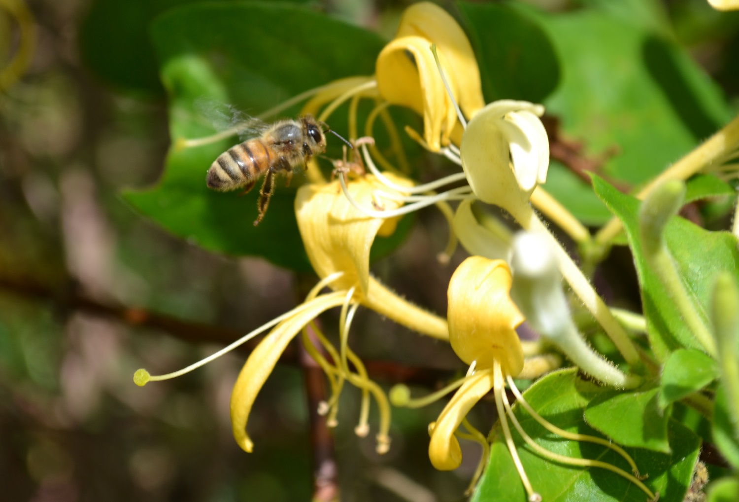 do-bees-like-honeysuckle