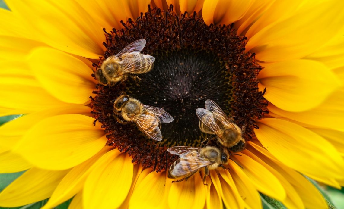 do-bees-like-sunflowers