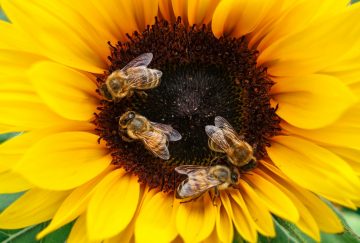 Do Bees Like Sunflowers?