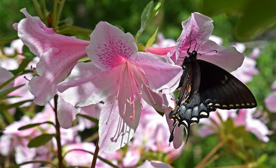 do-butterflies-like-azaleas