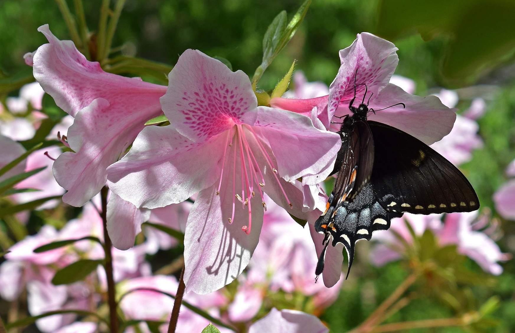 Do Butterflies Like Azaleas 