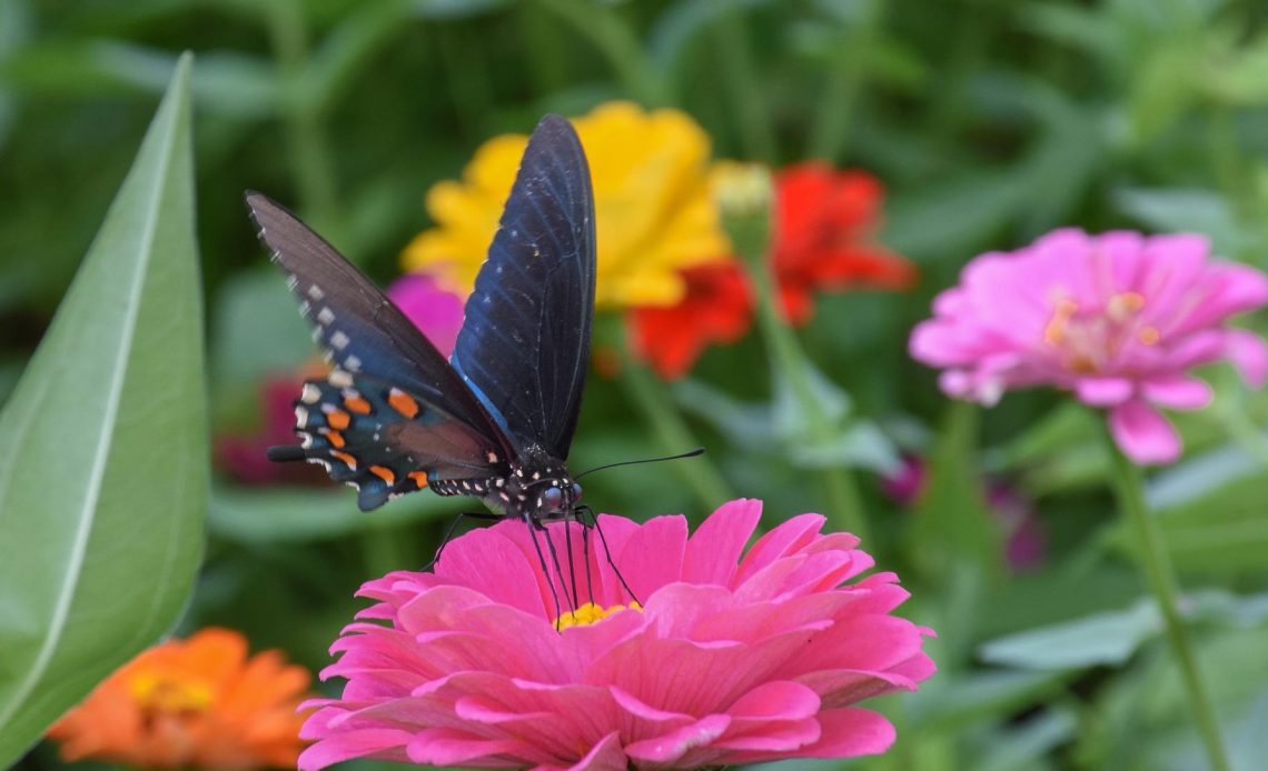 do-butterflies-like-dahlias