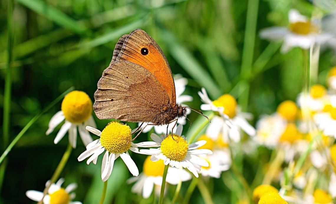 do-butterflies-like-daisies