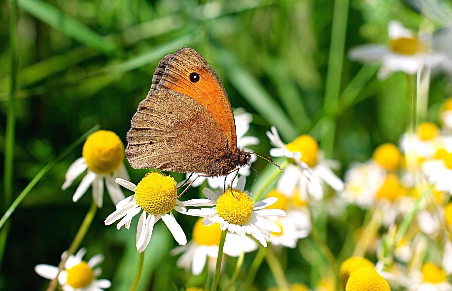 Do Butterflies Like Daisies?