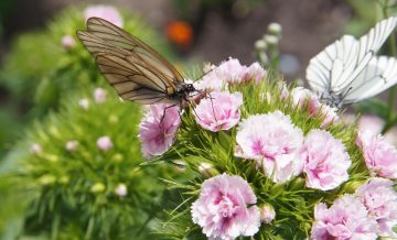 Do Butterflies Like Dianthus?