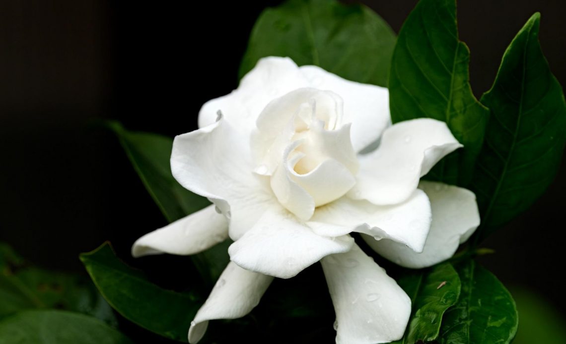 do-butterflies-like-gardenias