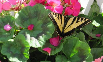 Do Butterflies Like Geraniums?