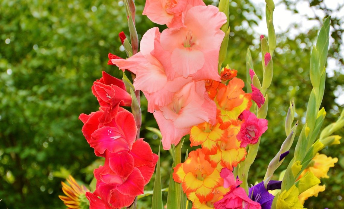 do-butterflies-like-gladiolus