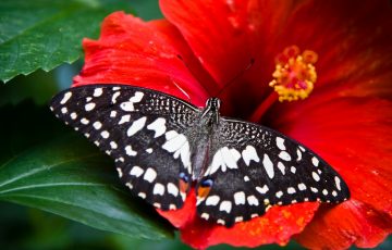 Do Butterflies Like Hibiscus?