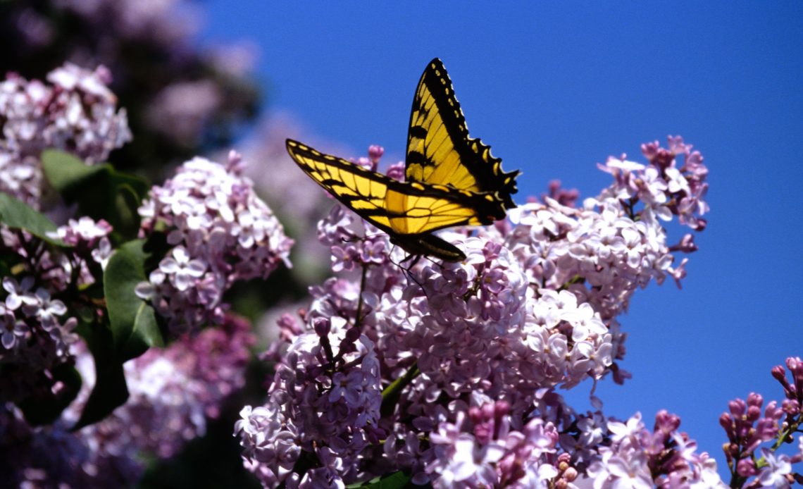 do-butterflies-like-lilacs