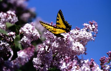 Do Butterflies Like Lilacs?