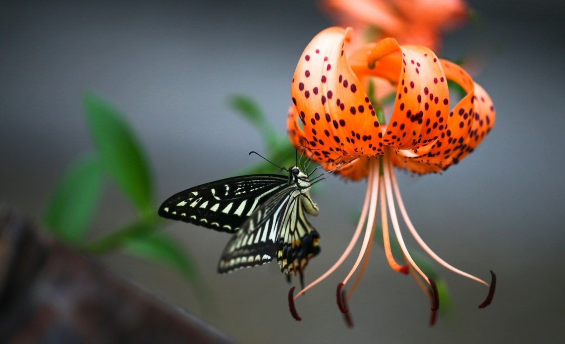 do-butterflies-like-lilies