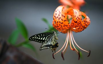 Do Butterflies Like Lilies?
