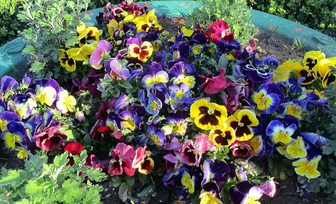 do-butterflies-like-pansies