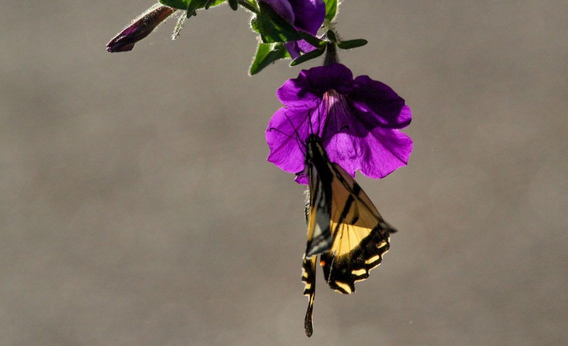 do-butterflies-like-petunias