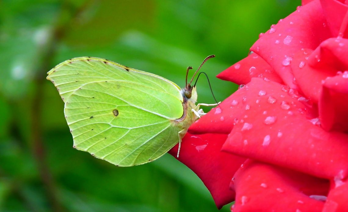 do-butterflies-like-roses