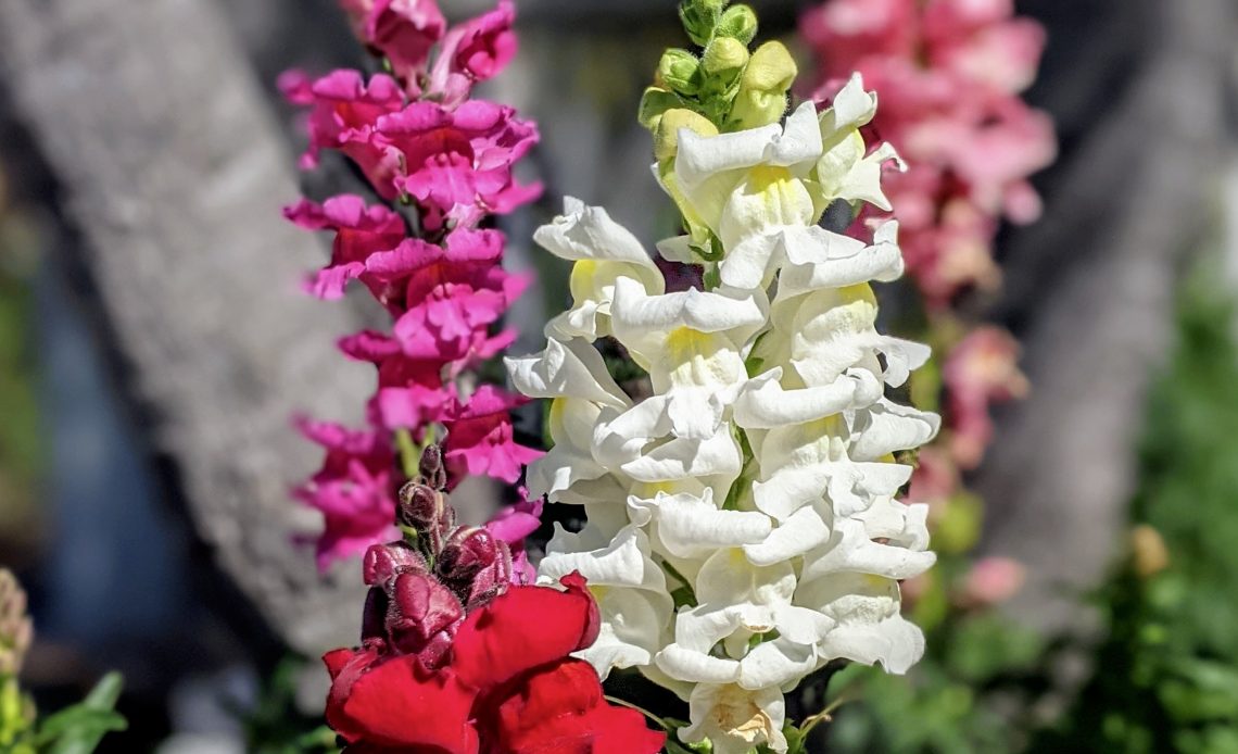 do-butterflies-like-snapdragons