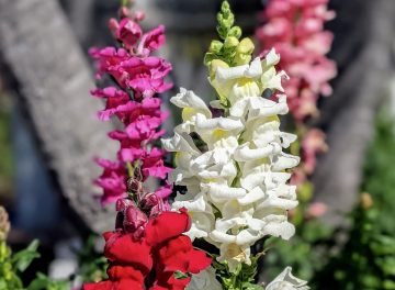 Do Butterflies Like Snapdragons?
