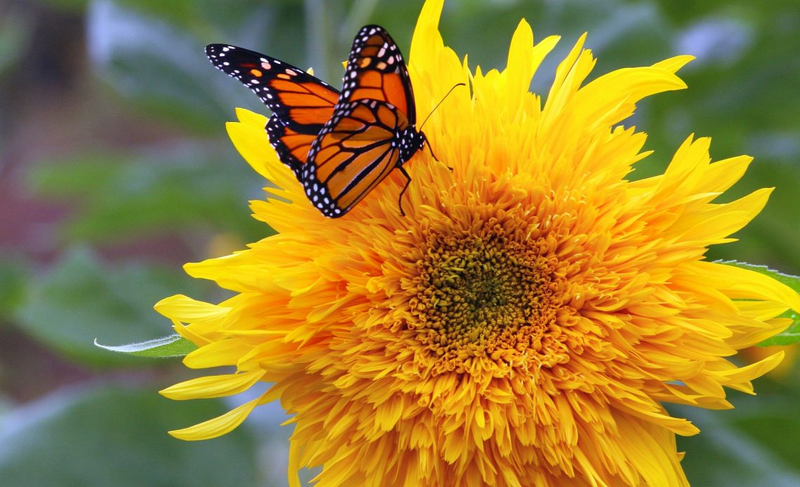 do-butterflies-like-sunflowers