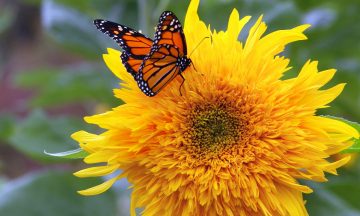 Do Butterflies Like Sunflowers?