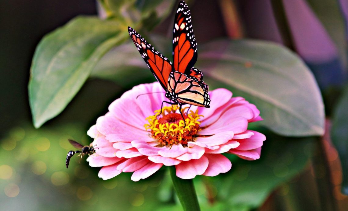 do-butterflies-like-zinnias