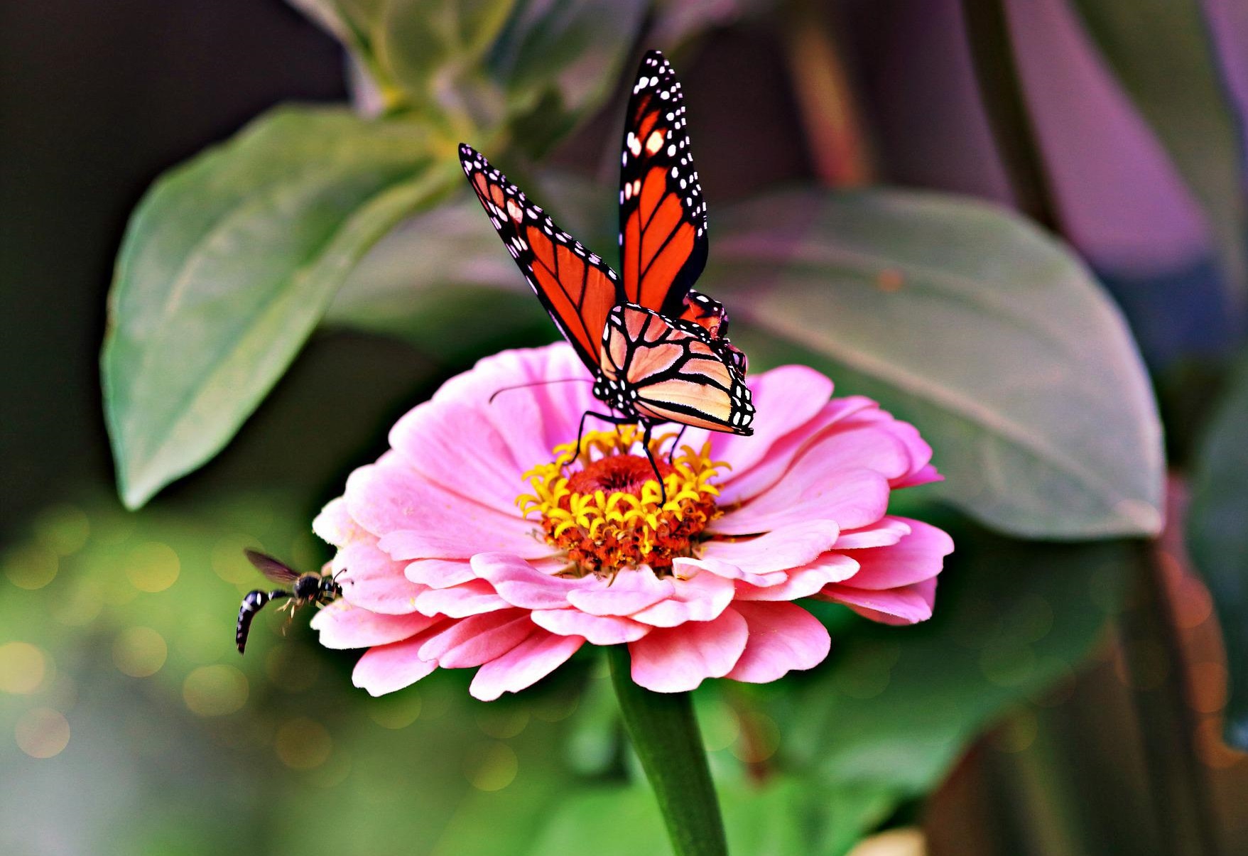Do Butterflies Like Zinnias?